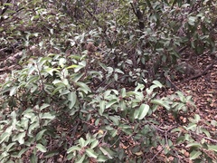 Stigmella prunifoliella