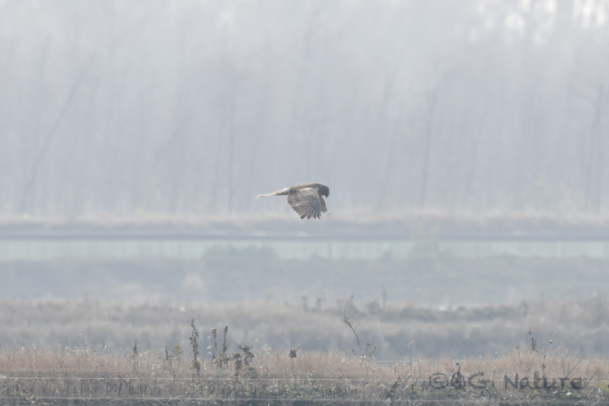 Hen Harrier