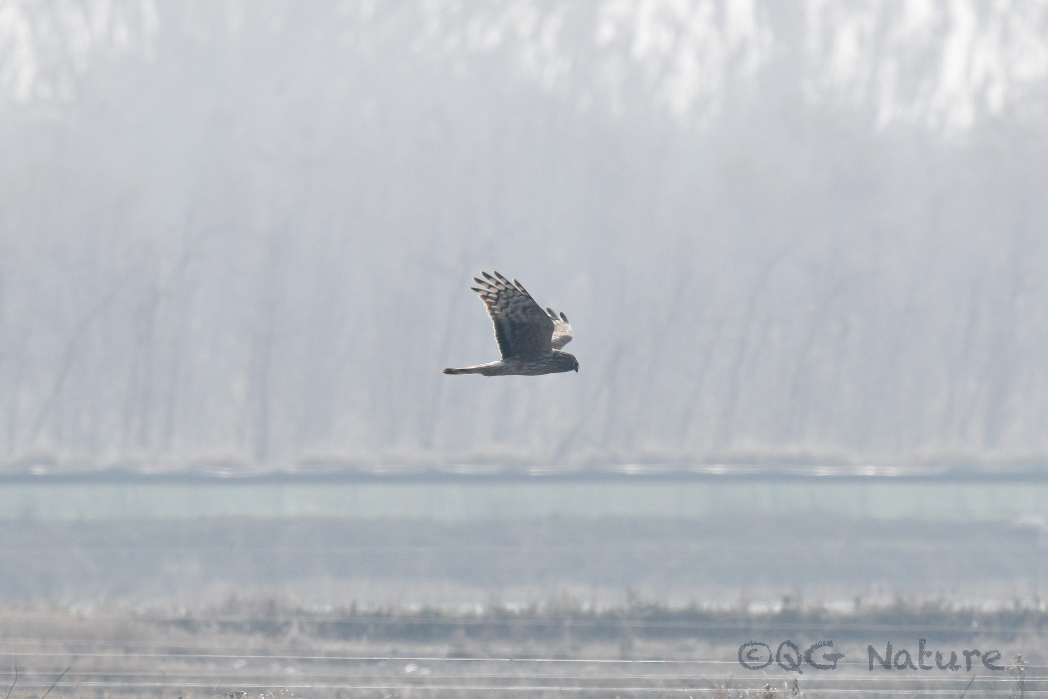 Hen Harrier