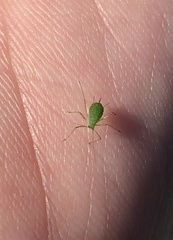 Macrosiphum impatientis