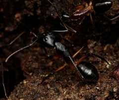 Camponotus confusus