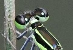 Agriocnemis gratiosa