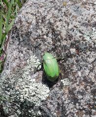 Chrysina laniventris