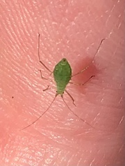 Macrosiphum impatientis