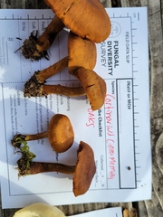Dermocybe