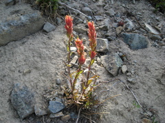 Castilleja elmeri