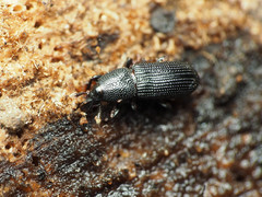 Cossonus