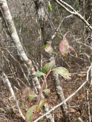Vaccinium fuscatum image