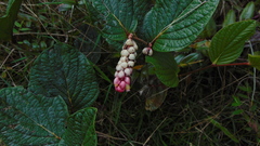 Cavendishia axillaris