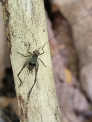 Nisitrus