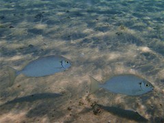 Siganus margaritiferus