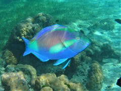 Scarus hypselopterus