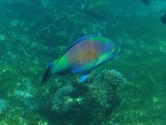 Scarus hypselopterus