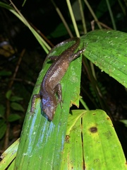 Gelanesaurus flavogularis