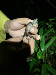 Gelanesaurus flavogularis