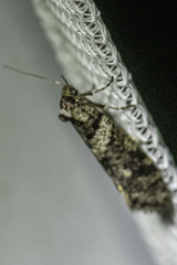 Lepidoscia heliochares