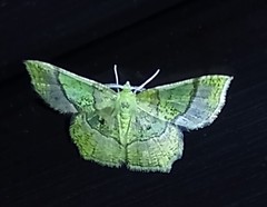 Neagathia corruptata