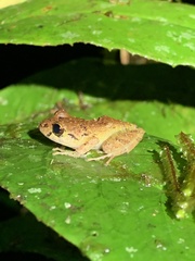 Pristimantis incomptus
