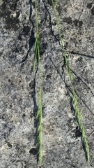 Limnodea arkansana