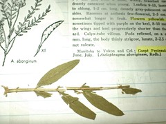 Astragalus aboriginum