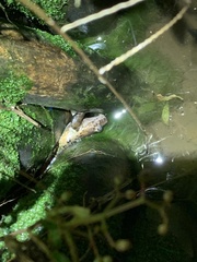 Leptodactylus wagneri