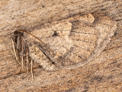 Stamnodes affiliata