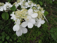 Viburnum plicatum