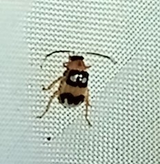 Walterianella biarcuata