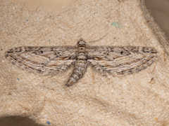 Eupithecia acutipennis