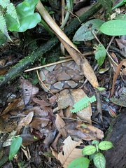 Bothrocophias microphthalmus