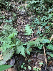 Bothrocophias microphthalmus