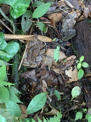 Bothrocophias microphthalmus