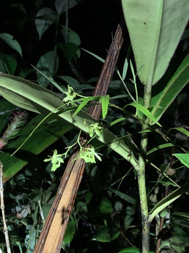 Epidendrum hesperium Hágsater & E.Santiago 2