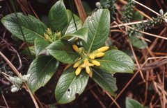 Geniostoma hedyosmifolium