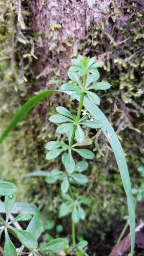 Gaillet gratteron (Galium aparine) — photo 5