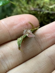 Pleurothallis sobrina