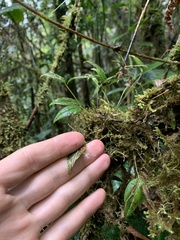 Pleurothallis sobrina