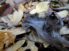 Craterellus atrocinereus