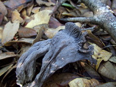 Craterellus atrocinereus