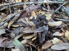 Craterellus atrocinereus