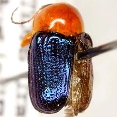 Cryptocephalus arizonensis