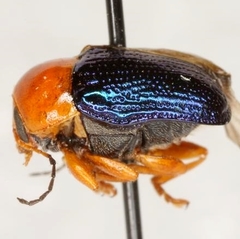 Cryptocephalus arizonensis