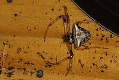 Verrucosa undecimvariolata