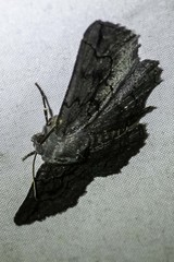 Melanodes anthracitaria