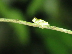 Trachycephalus typhonius