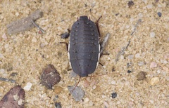 Polyzosteria limbata