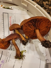 Dermocybe