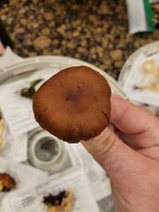 Dermocybe