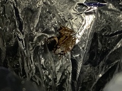 Pristimantis bicantus