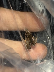 Pristimantis bicantus